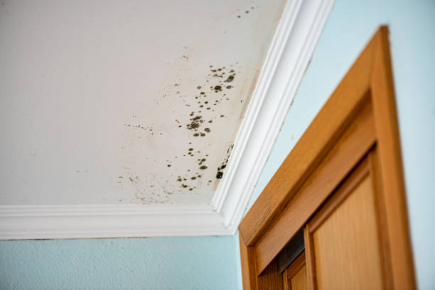 Mold Odor Removal Services in Taos, MO